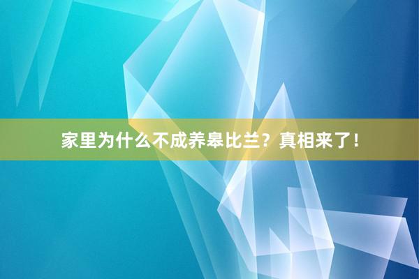 家里为什么不成养皋比兰？真相来了！